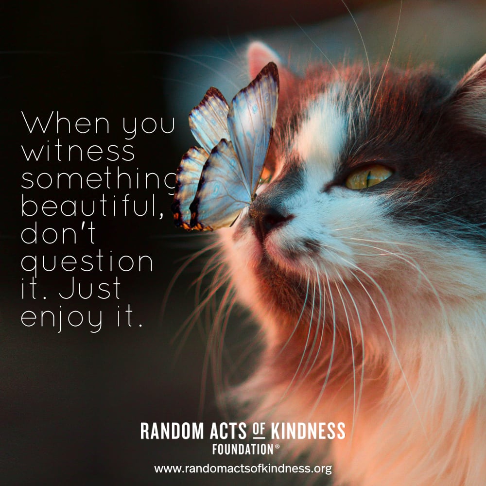 When you witness something beautiful, don't question it. Just enjoy it. —Brooke