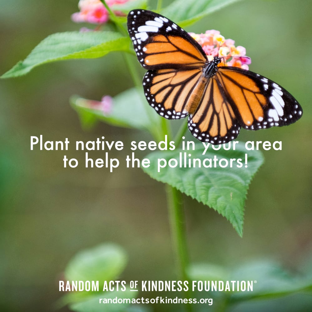 Plant native seeds in your area to help the pollinators! —Brooke