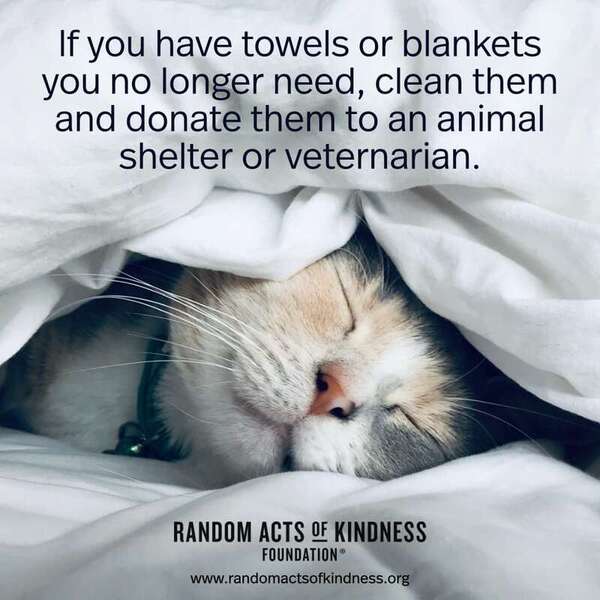 If you have towels or blankets you no longer need, clean them and donate them to an animal shelter or veternarian. —Brooke