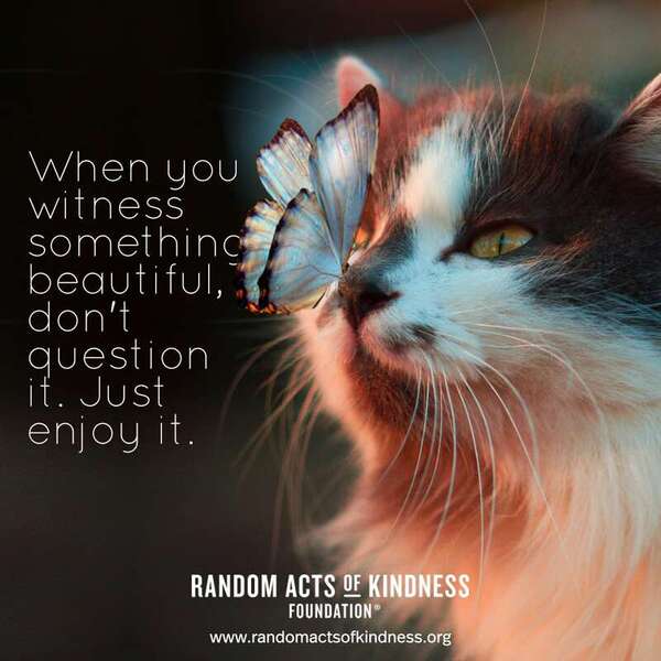 When you witness something beautiful, don't question it. Just enjoy it. —Brooke